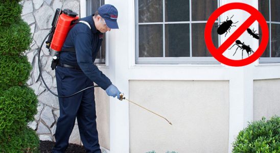 Datça Hamam Böceği İlaçlama böcek ilaçlama ve haşere kontrolü — ilaclama-tr.com